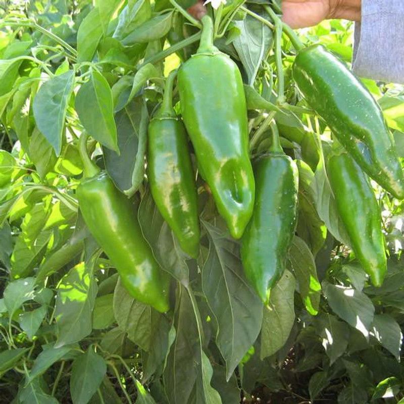 FERNSFLY Sweet Chilli, Mirch Seed  (15 per packet)