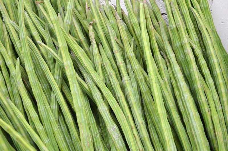 Kofy Drumstick Seed  (25 per packet)