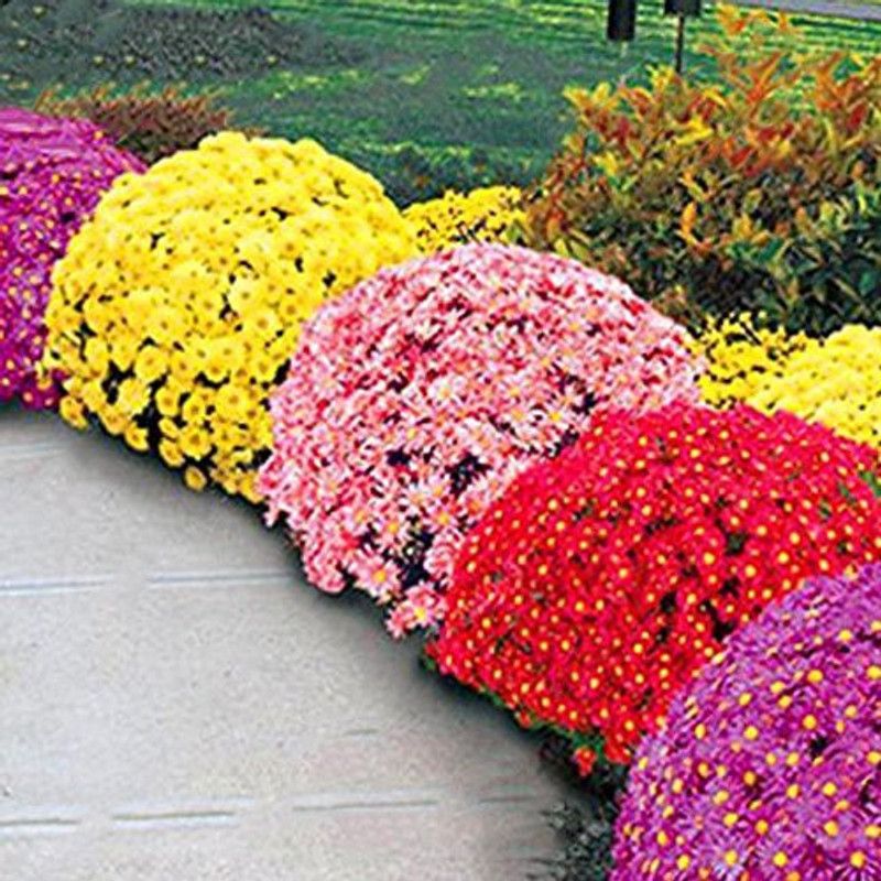 CYBEXIS Chrysanthemum Perennial Daisy Flower Seeds Seed  (25 per packet)