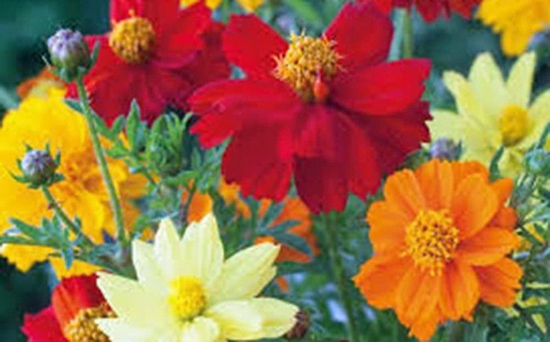 CYBEXIS Cosmos Seeds Newly Harvested, Beautiful Bright Flower Seed  (25 per packet)