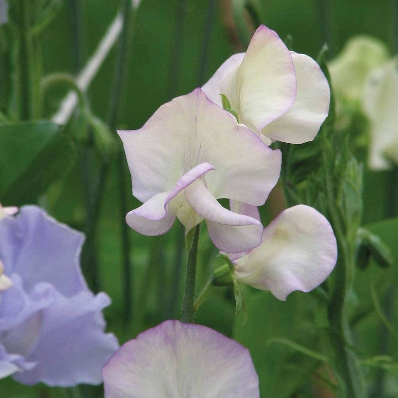 CYBEXIS Sweet Pea ‘High Scent’ (Lathyrus Odoratus) Seed  (50 per packet)