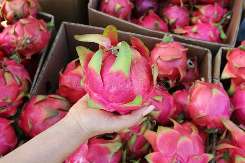 Oliver imported@ hybrid dragon fruit seed Seed  (190 per packet)