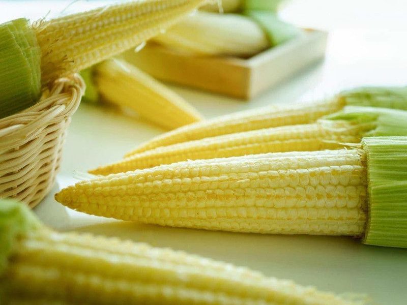 VibeX ® VXI-911 Sweet Baby Corn Vegetables Seeds Seed  (500 per packet)