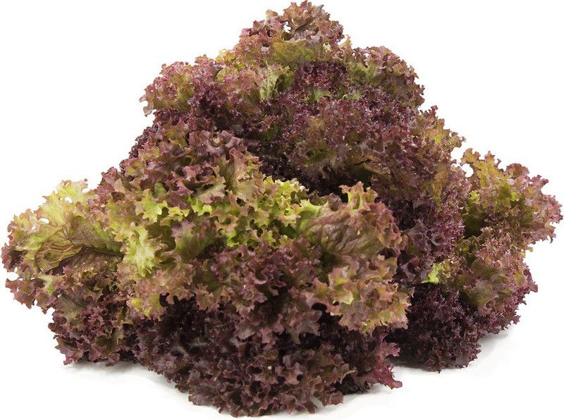 Paudha Lettuce Red Seed  (29 per packet)