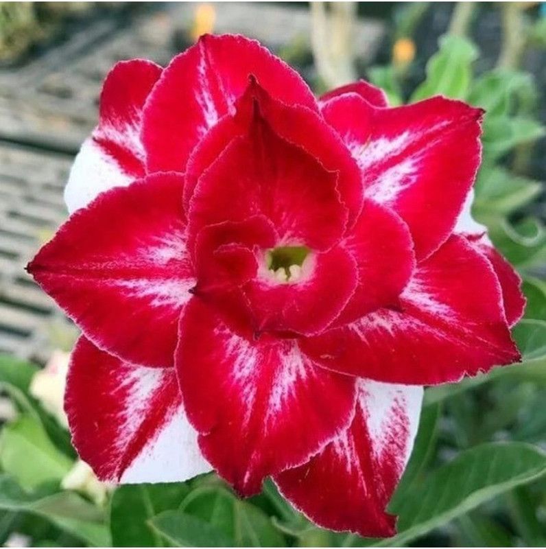 Fulmala Nursery Adenium Plant  (Hybrid, Pack of 1)