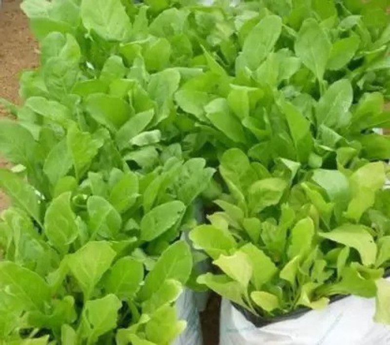 Chalisa Palak, Spinach Seed  (50 per packet)