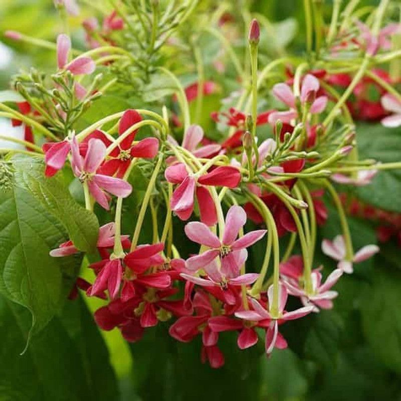 AloGardening Madhumalti/Rangoon Creeper  (Hybrid, Pack of 1)