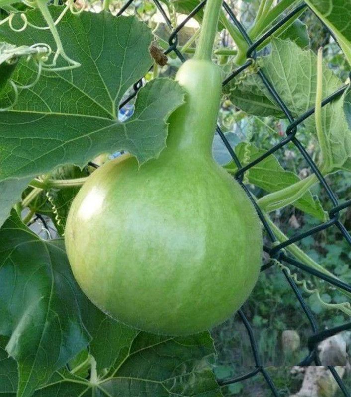 UGRA Gol Ghiya Bottle Gourd Seeds Seed  (50 per packet)