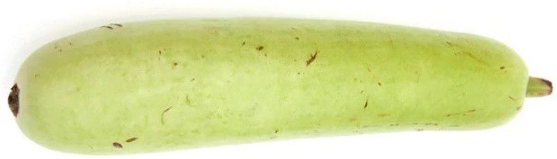UGRA BOTTLE GOURD LONG SEEDS Seed  (300 per packet)