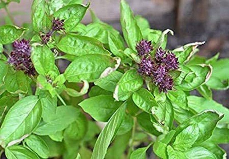 VibeX ® VMR-3 Basil Cinnamon Non GMO Seed  (1000 per packet)