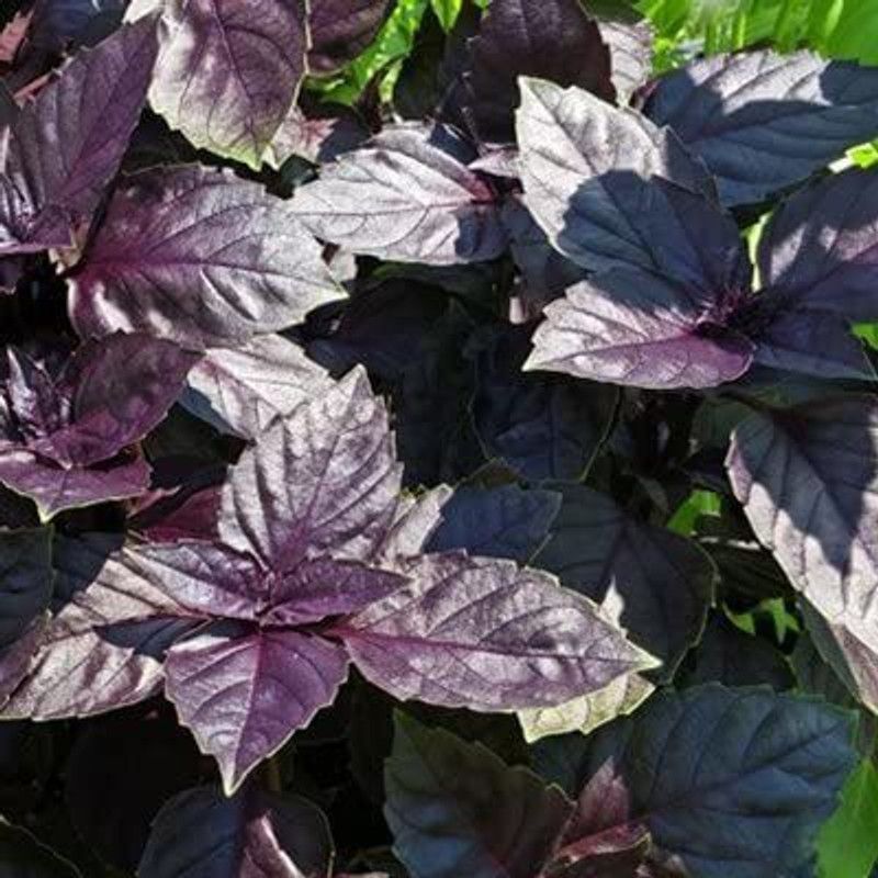 VibeX ® RXI-1 Basil Red Ruby Seeds Seed  (1000 per packet)