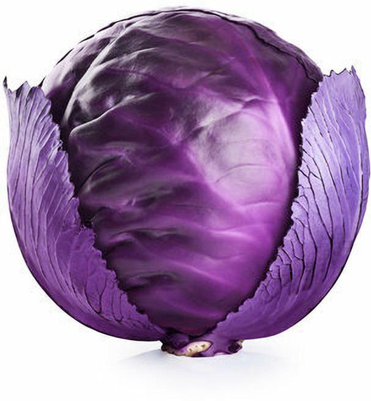 Nodoc Organic Cabbage purple Seed  (43 per packet)