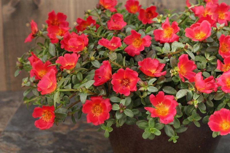 Poulomi's Gardens Portulaca Plant  (Hybrid, Pack of 1)