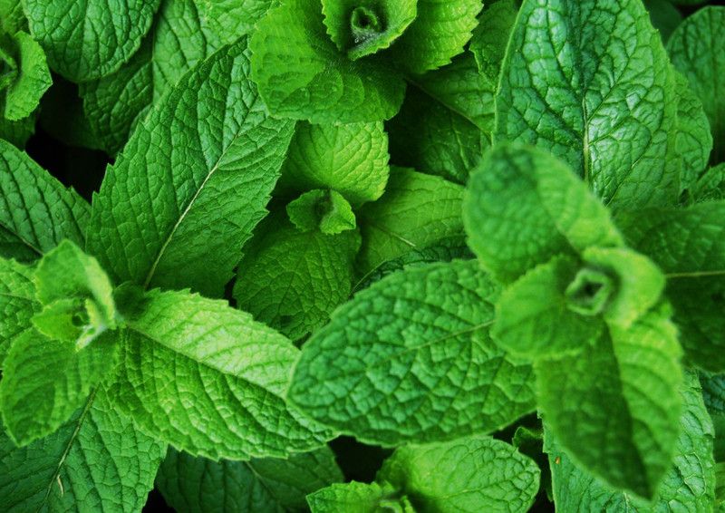 PLANTZON Mint Seed  (46 per packet)