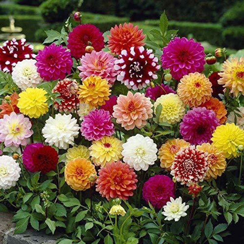 KANAYA Dahlia Double Figaro Seed  (132 per packet)