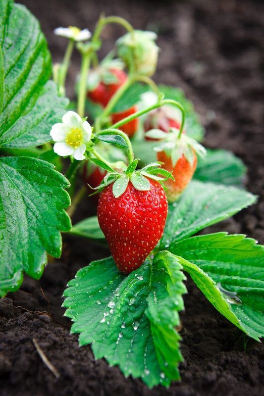 PLANTZON StrawBerry Fruit Hybrid Seed  (16 per packet)