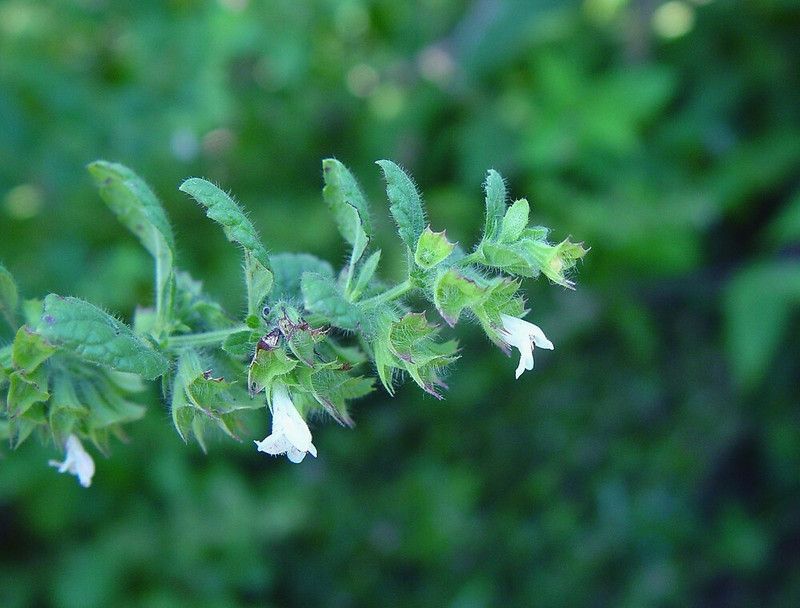 XOLDA Organic balm mint herb Seed  (27 per packet)