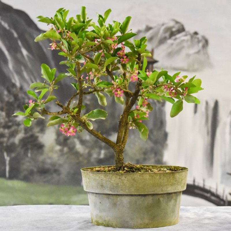 LushGreen Cherry Fruit Plant  (Hybrid, Pack of 1)