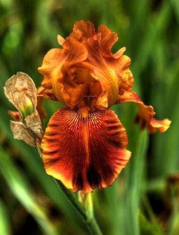 SIDDHI VINAYAK GALLERY Imported Variety IrisDark yellow flower bulbs color Exotic Beautiful flower bulbs all season for home gardening Seed  (12 per packet)