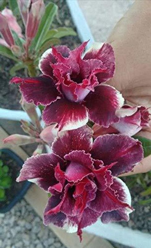 ONLINE PLANT BAZAR Adenium Plant  (Hybrid, Pack of 1)