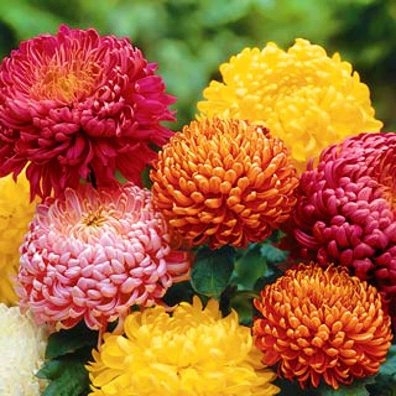 KANAYA Chrysanthemum Seed  (85 per packet)