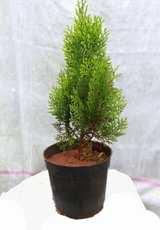 Eco Ocean Platycladus/Morpankhi Plant  (Hybrid, Pack of 1)
