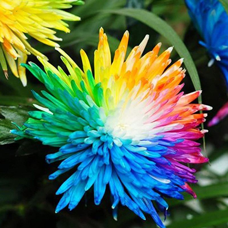 VibeX NBIR-76 - Rainbow Chrysanthemum - (270 Seeds) Seed  (270 per packet)