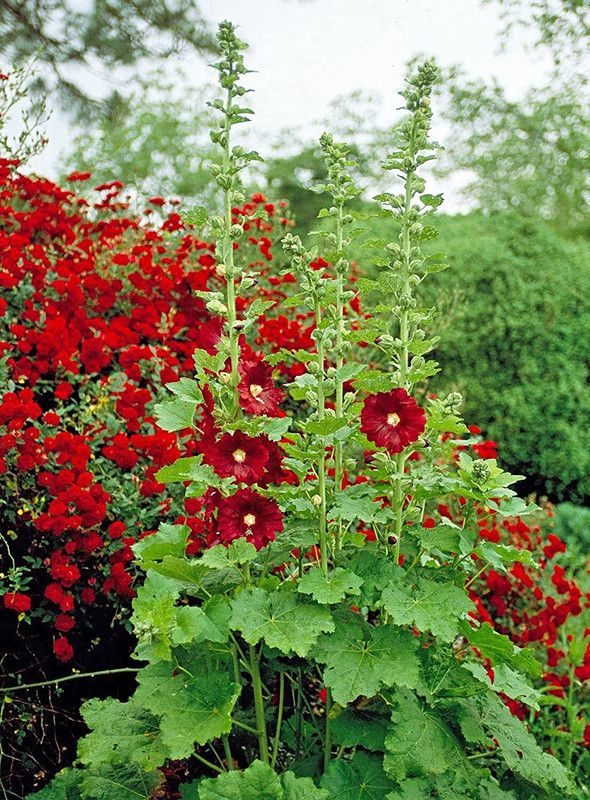 Aywal Hollyhock Carnival Flower Plant Seed  (20 per packet)