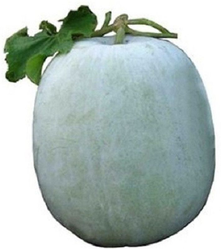 Mozette Hybrid Ash gourd Seed  (60 per packet)