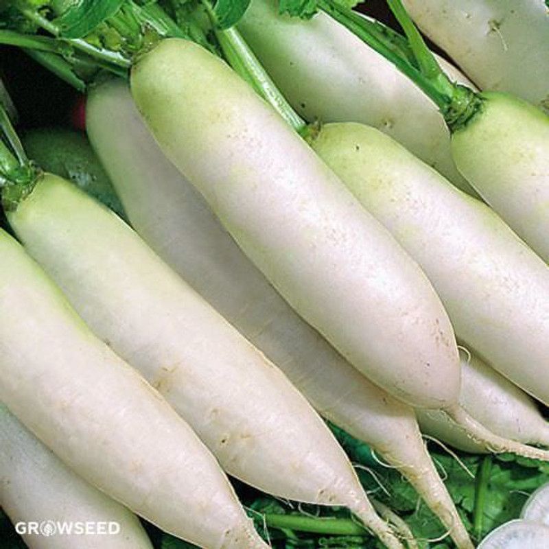Nodoc Radish Seed  (36 per packet)