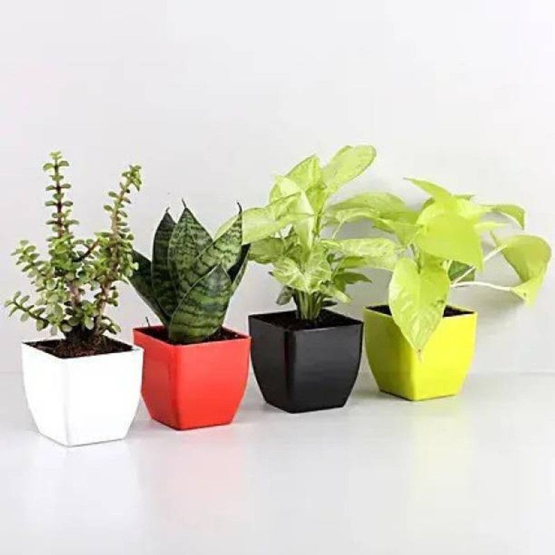Green Trade Two Layer Bamboo Plant  (Hybrid, Pack of 4)