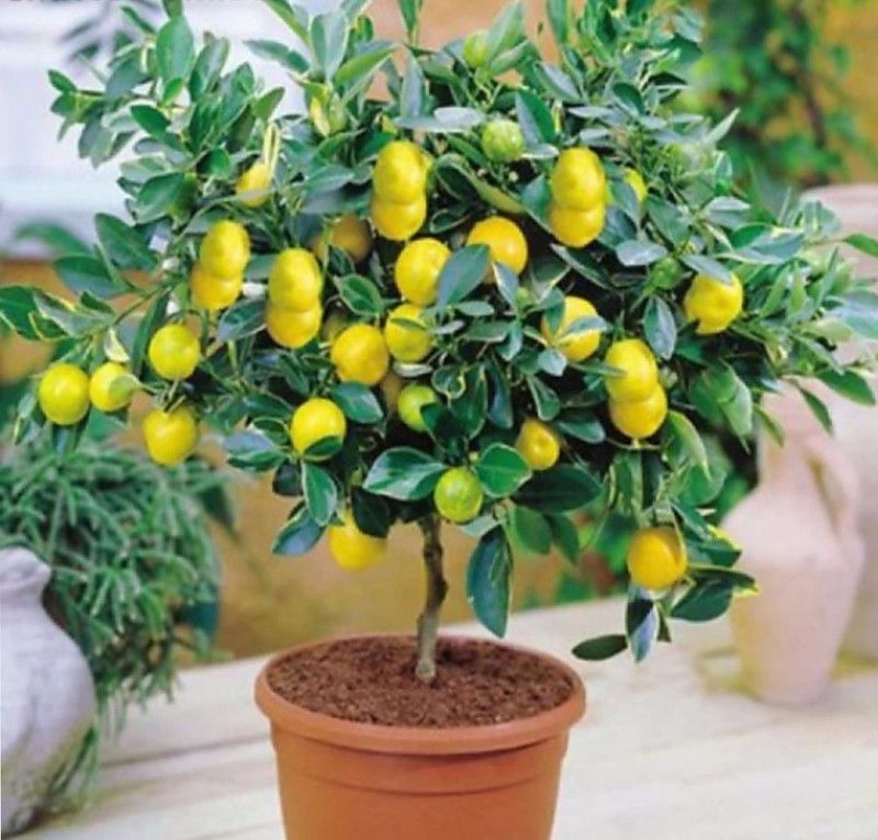 JR GLOBLE Lemon Plant  (Hybrid, Pack of 1)