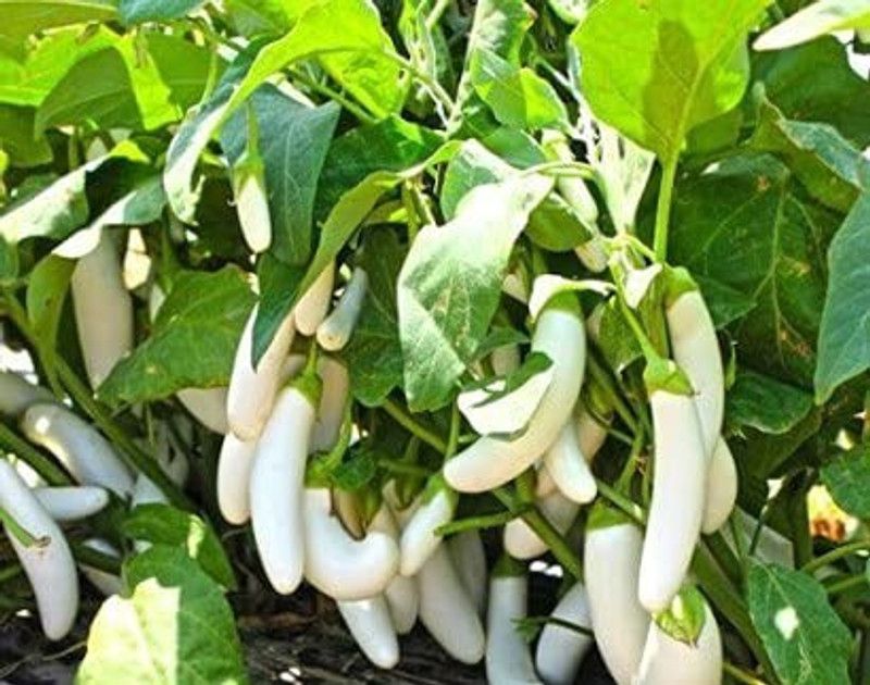 MAA Brinjal white Long, Eggplant Seed  (30 per packet)