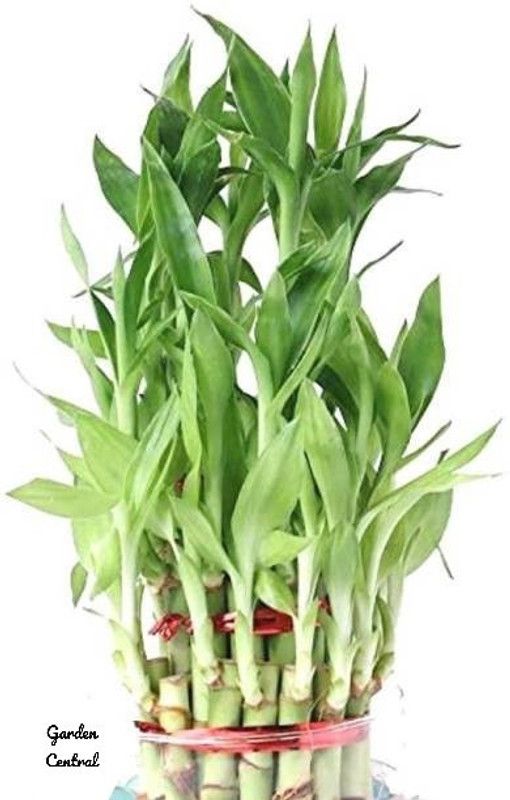 Garden Central Two Layer Bamboo Plant  (Hybrid, Pack of 1)