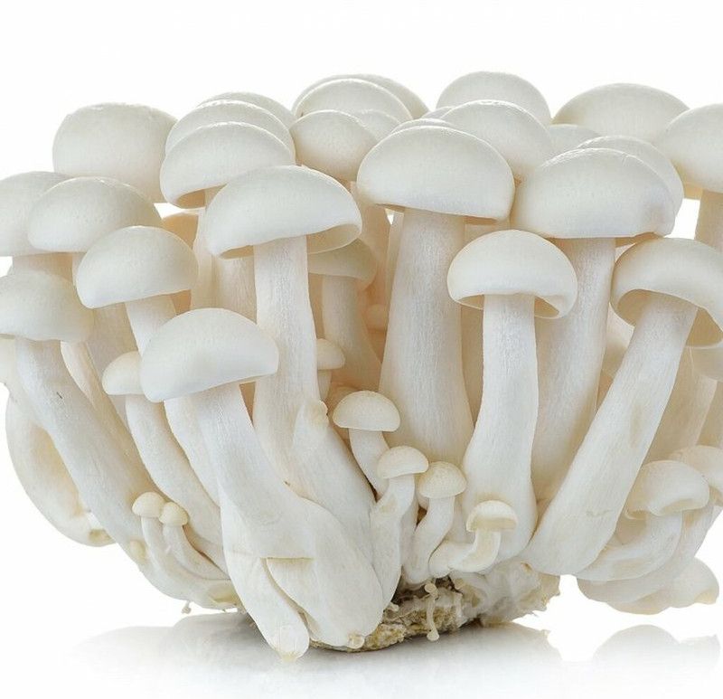 rmd Mushroom Herb Seed  (25 per packet)