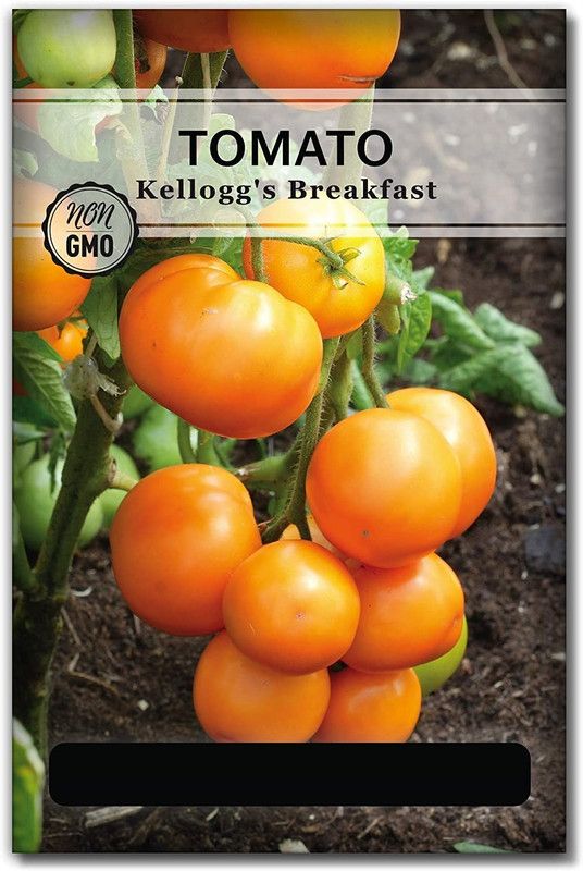 WILLVINE Kelloggs Breakfast Tomato Seeds Seed  (200 per packet)