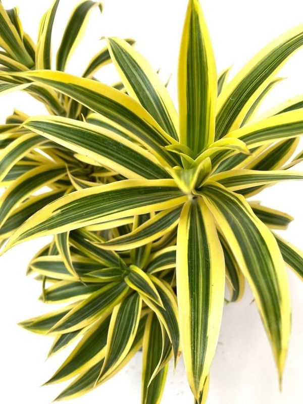 Green Era Song Of India Plant  (Pack of 1)