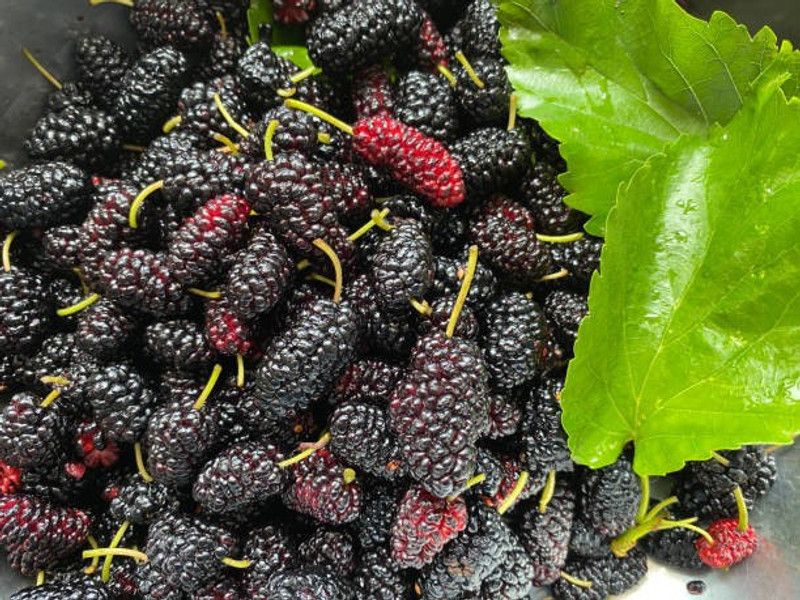 Paudha Mulberry fruit Seed  (45 per packet)