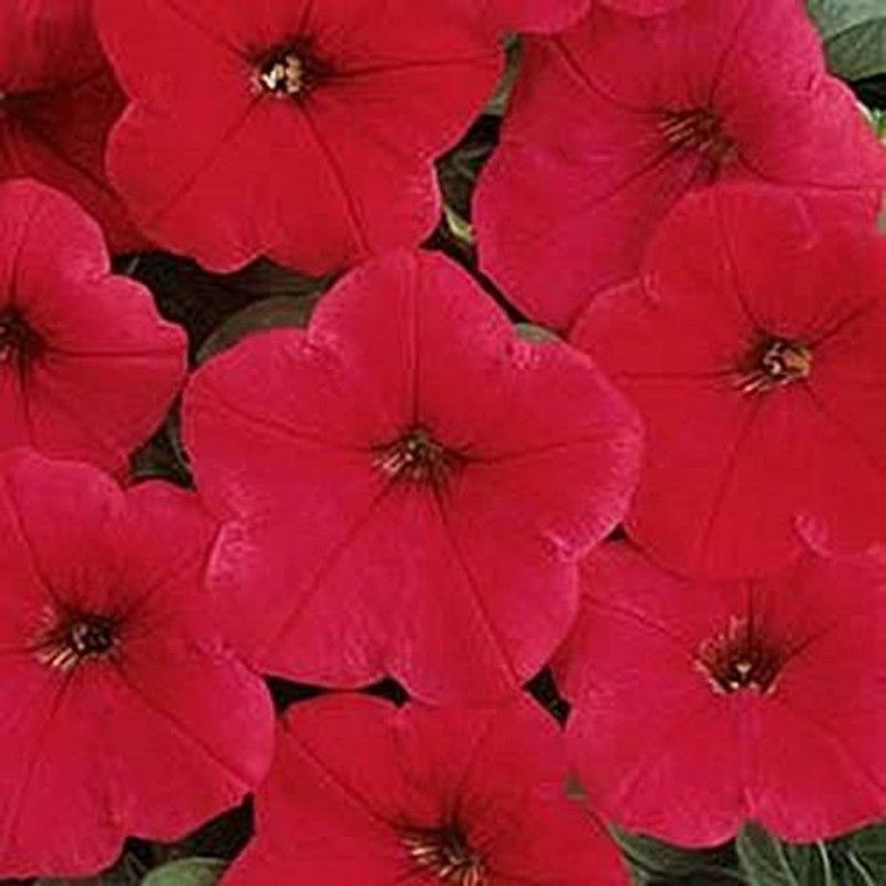 CYBEXIS Petunia Easy Wave Red Annual Seeds Seed  (50 per packet)