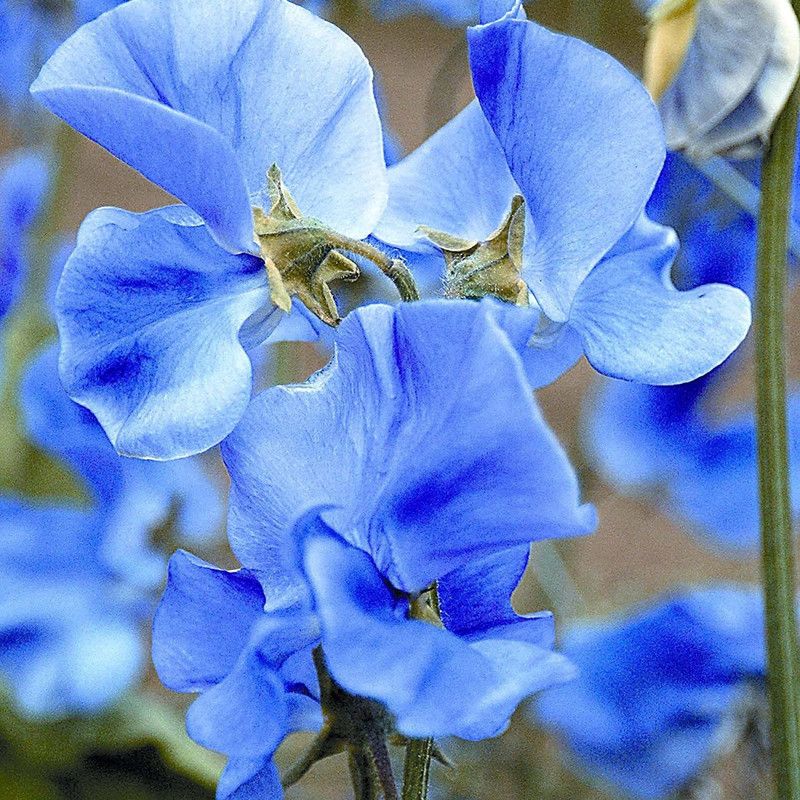 VibeX ® VMR-359 Sweet Pea Blue Seed  (50 per packet)