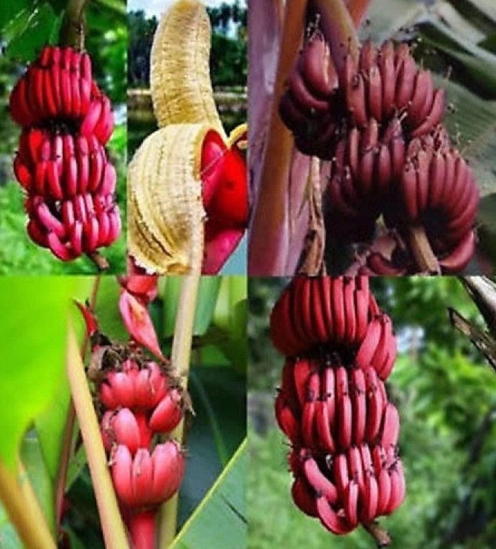 ROYAL NURSERY Banana Plant  (Hybrid, Pack of 1)
