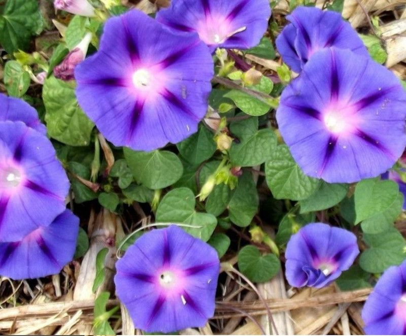 ZIXA Ipomoea Purpurea - Grandpa Otts Seed  (40 per packet)