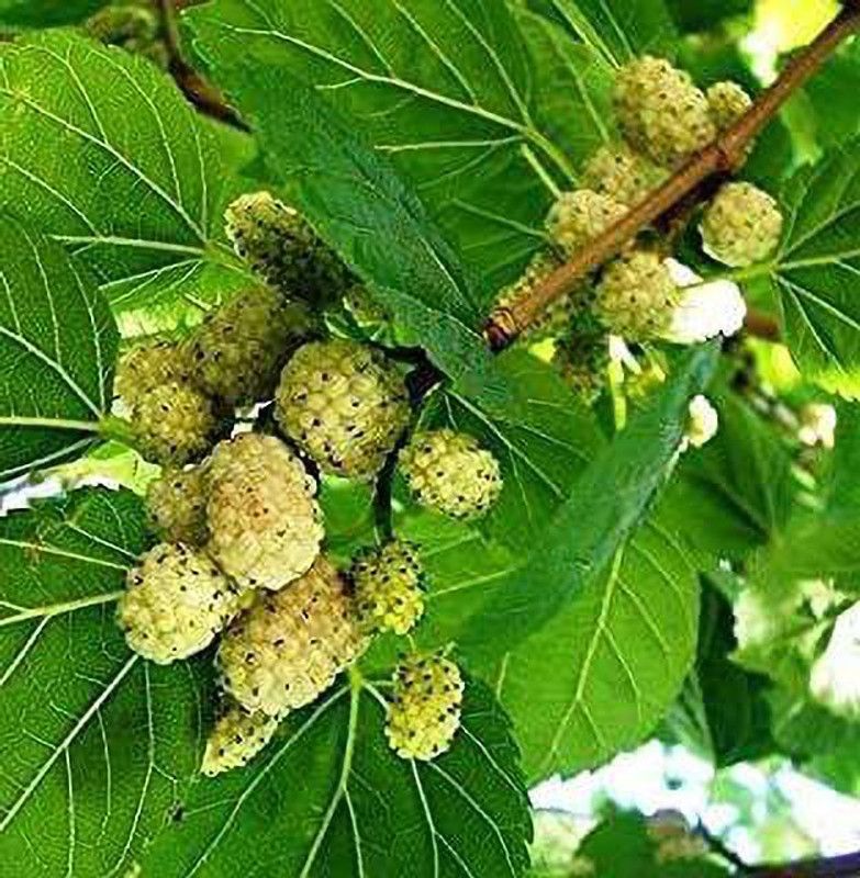 FURYHUB Shahtoot/Mulberry Plant  (Hybrid, Pack of 1)