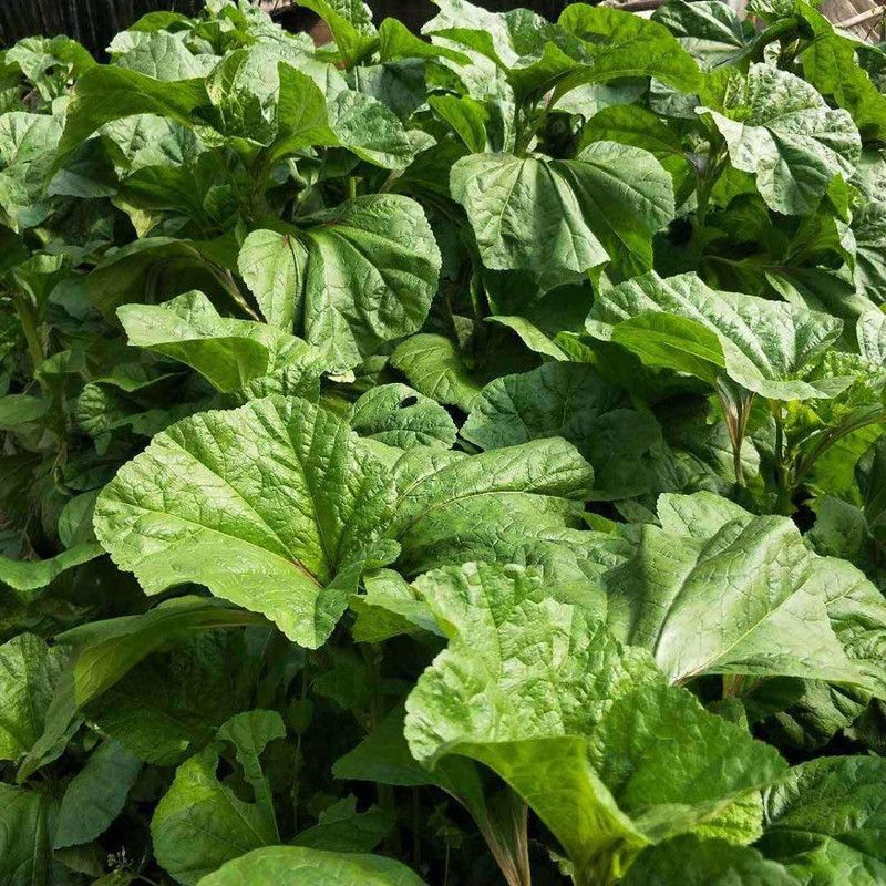 Qualtivate ™ Organic Amaranth Premium Seeds Seed  (1000 per packet)