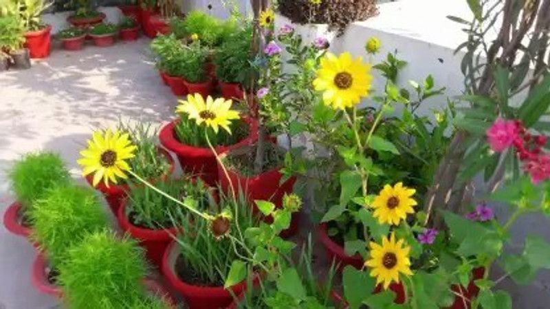 Aro Miniature sun flower Seed  (60 per packet)