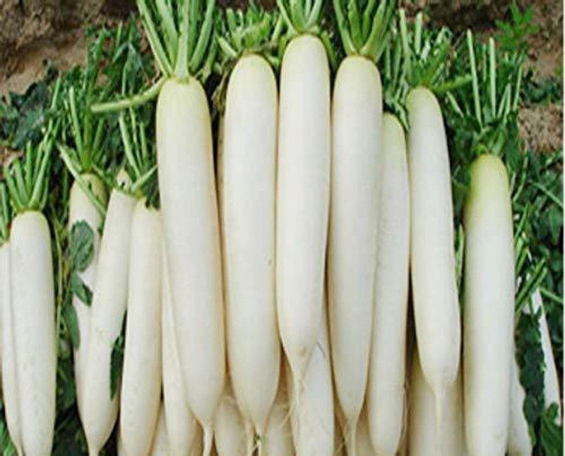 KANAYA Mooli Seed  (450 per packet)