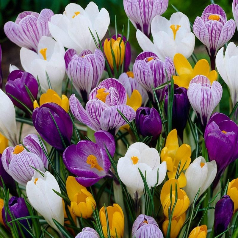 Udanta Crocus mix for home gardening flower pack of 10 bulbs Seed  (10 per packet)