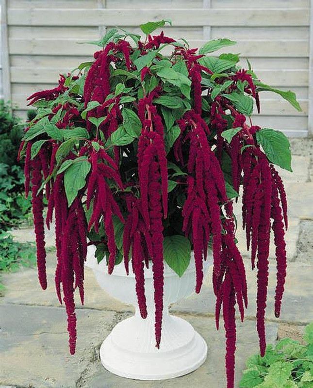 OMOM Amaranthus Love Lies Bleeding Seed  (101 per packet)