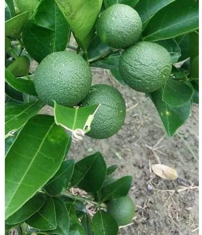 Ariya Lemon Plant  (Hybrid, Pack of 1)