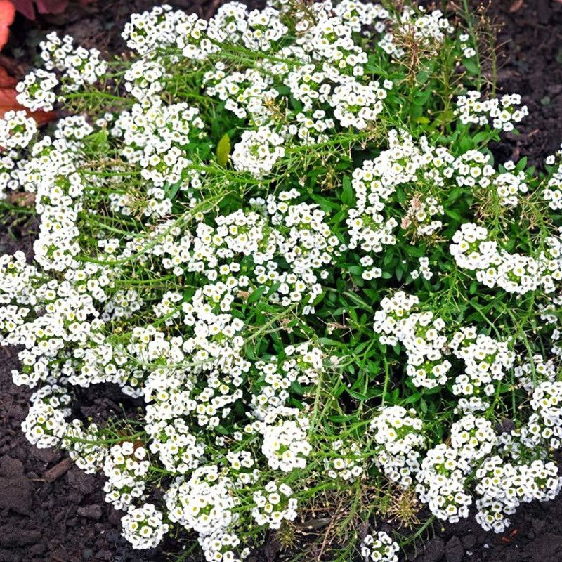 KANAYA Alyssum F1 Hybrid Flower Seed  (90 per packet)